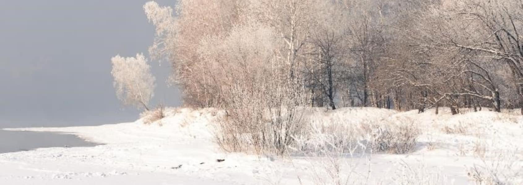 Winter Forest